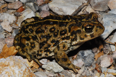Amargosa Toad